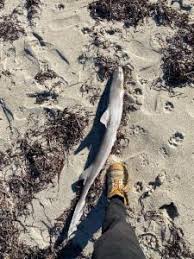 Image result for Furgaleus macki