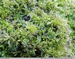 Attēlu rezultāti vaicājumam “Eurhynchiastrum pulchellum”