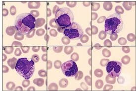 Attēlu rezultāti vaicājumam “Pseudobryum cinclidioides cells”