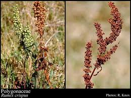 Attēlu rezultāti vaicājumam “Polygonaceae”