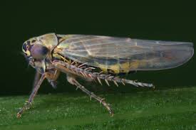 Attēlu rezultāti vaicājumam “Macrosteles sp. nymph”