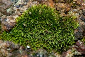 Attēlu rezultāti vaicājumam “Gymnostomum aeruginosum”