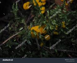 Attēlu rezultāti vaicājumam “Lignydium muscorum young”