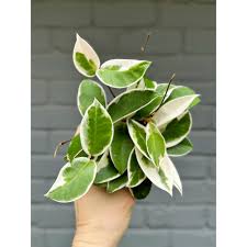 Attēlu rezultāti vaicājumam “Salix caprea leaf”