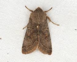 Attēlu rezultāti vaicājumam “Orthosia populeti”