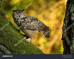 Attēlu rezultāti vaicājumam “Bubo bubo”