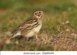 Image result for Calcarius lapponicus