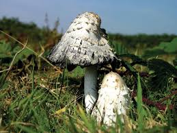 Attēlu rezultāti vaicājumam “Coprinus comatus”