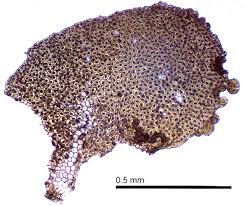 Attēlu rezultāti vaicājumam “Radula complanata sporophyte”