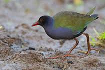 Image result for Porphyrio alleni