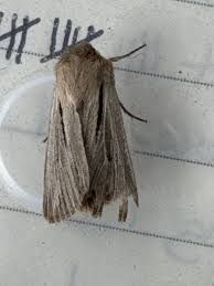 Attēlu rezultāti vaicājumam “Leucania comma”