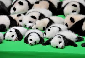 Image result for pandas
