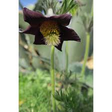 Attēlu rezultāti vaicājumam “Pulsatilla pratensis”