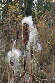 Attēlu rezultāti vaicājumam “Typha angustifolia  fruit”