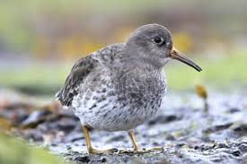 Attēlu rezultāti vaicājumam “Calidris maritima”