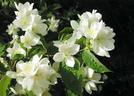 Attēlu rezultāti vaicājumam “Philadelphus coronarius”