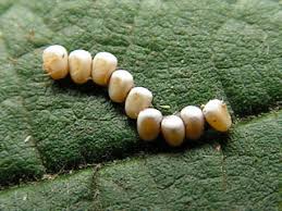 Attēlu rezultāti vaicājumam “Malacosoma castrensis male”