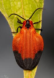 Attēlu rezultāti vaicājumam “Lygistopterus sanguineus larva”