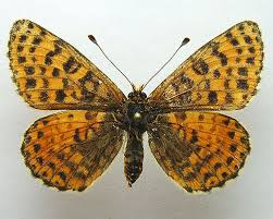 Attēlu rezultāti vaicājumam “Melitaea didyma male”