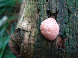 Attēlu rezultāti vaicājumam “Reticularia jurana”