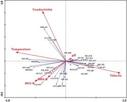 Attēlu rezultāti vaicājumam “Eurhynchiastrum pulchellum macro”