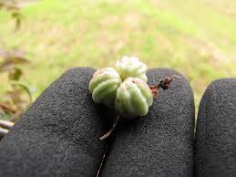 Attēlu rezultāti vaicājumam “Tropaeolaceae”