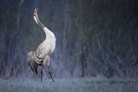 Attēlu rezultāti vaicājumam “Grus grus”