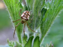 Attēlu rezultāti vaicājumam “Metellina segmentata”