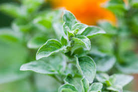 Image result for Origanum majorana