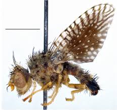 Attēlu rezultāti vaicājumam “Tephritidae”