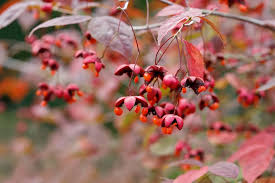 Attēlu rezultāti vaicājumam “Euonymus europaeus leaf”