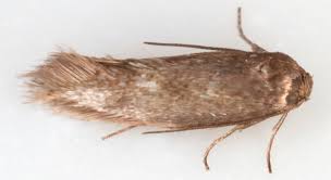 Attēlu rezultāti vaicājumam “Elachistidae”