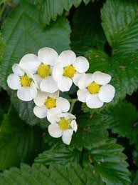 Attēlu rezultāti vaicājumam “Fragaria moschata flower”