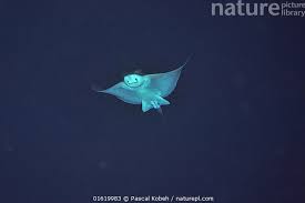 Image result for Myliobatis aquila