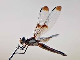 Attēlu rezultāti vaicājumam “Lycogala convexum macro”