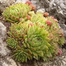 Attēlu rezultāti vaicājumam “Jovibarba globifera leaf”
