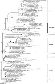 Attēlu rezultāti vaicājumam “Symphytocarpus impexus”
