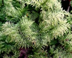 Attēlu rezultāti vaicājumam “Thuidium assimile”