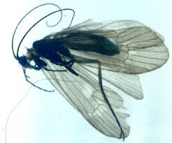 Attēlu rezultāti vaicājumam “Potamophylax”