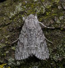 Attēlu rezultāti vaicājumam “Acronicta aceris”