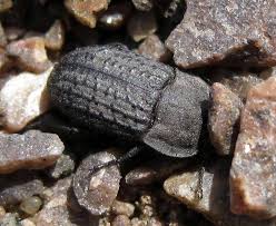 Attēlu rezultāti vaicājumam “Opatrum sabulosum”