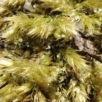 Attēlu rezultāti vaicājumam “Brachythecium salebrosum sporophyte”