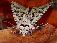 Attēlu rezultāti vaicājumam “Griposia aprilina”