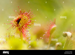 Attēlu rezultāti vaicājumam “Drosera rotundifolia leaf”
