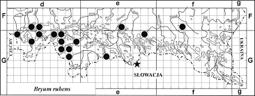 Attēlu rezultāti vaicājumam “Bryum rubens”