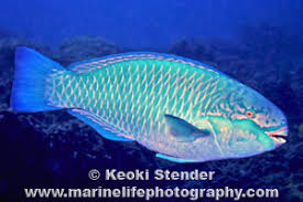 Image result for Chlorurus perspicillatus