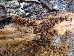 Attēlu rezultāti vaicājumam “Trichia contorta sessile”