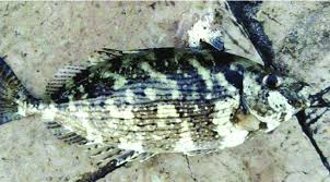 Image result for Siganus rivulatus