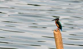 Attēlu rezultāti vaicājumam “Alcedo atthis adult”