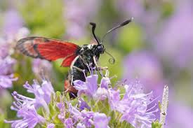 Attēlu rezultāti vaicājumam “Zygaena filipendulae exuvia”